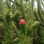 Ayuntamiento de Novelda 01-19-150x150 Medio Ambiente retira más de 10 toneladas de cactus Cylindropuntia del cauce del río 