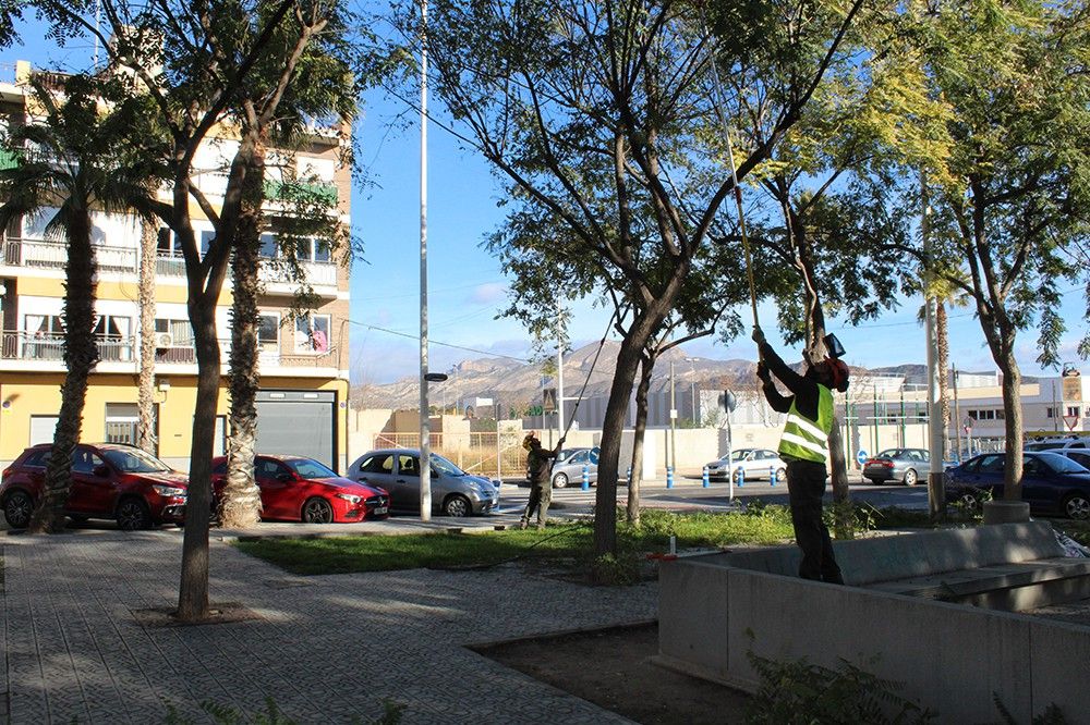 Ayuntamiento de Novelda 03-4 S'inicia la campanya anual de poda de l'arbratge municipal 