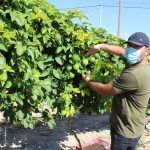 Ayuntamiento de Novelda 02-6-150x150 El alcalde visita una plantación local de frutas tropicales 