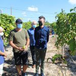Ayuntamiento de Novelda 03-4-150x150 L'alcalde visita una plantació local de fruites tropicals 