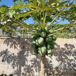 Ayuntamiento de Novelda 12-2-150x150 El alcalde visita una plantación local de frutas tropicales 