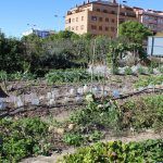 Ayuntamiento de Novelda 03-1-150x150 Els horts ecològics reben una subvenció de Diputació per a la millora d'instal·lacions 