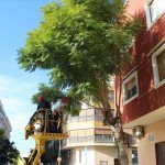 Ayuntamiento de Novelda 03-12-150x150 Se inicia la campaña anual de poda del arbolado municipal 