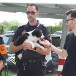Ayuntamiento de Novelda Unidad-canina-1-150x150 La Policía Local crea la Unidad Canina para la detección de drogas 