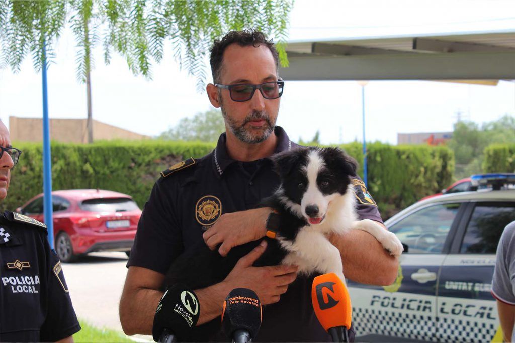 Ayuntamiento de Novelda Unidad-canina-2-1024x683 La Policía Local crea la Unidad Canina para la detección de drogas 