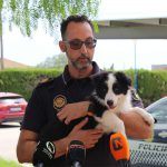 Ayuntamiento de Novelda Unidad-canina-2-150x150 La Policía Local crea la Unidad Canina para la detección de drogas 