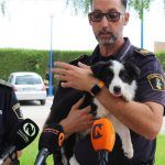 Ayuntamiento de Novelda Unidad-canina-3-150x150 La Policía Local crea la Unidad Canina para la detección de drogas 