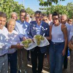 Ayuntamiento de Novelda 01-campaña-uva-150x150 Arranca la campaña de la uva de mesa embolsada del Vinalopó 
