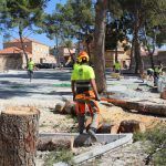 Ayuntamiento de Novelda 01-talas-pinos-150x150 El mal estat i la perillositat obliguen a talar set pins de la plaça de Sant Lázaro 