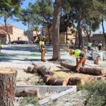 Ayuntamiento de Novelda 04-talas-pinos-150x150 El mal estado y la peligrosidad obligan a talar siete pinos de la plaza de San Lázaro 