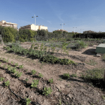 Ayuntamiento de Novelda 02-Huerto-ecologico-150x150 Los Huertos Ecológicos Municipales reciben una subvención de Diputación para la mejora de instalaciones 