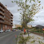 Ayuntamiento de Novelda poda-2-150x150 Medi Ambient posa en marxa la campanya de poda anual 