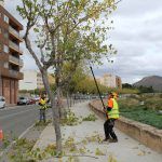 Ayuntamiento de Novelda poda-4-150x150 Medi Ambient posa en marxa la campanya de poda anual 