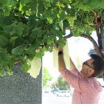 Ayuntamiento de Novelda uva-8-150x150 Agricultura lleva a cabo el tradicional embolsado de las uvas de las parras de Juan XXIII 